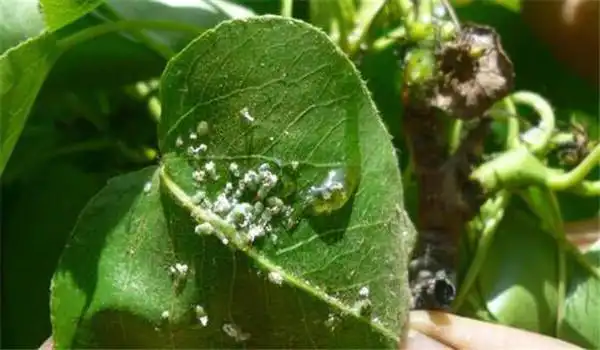 梨木虱的发生规律及防治技术要点