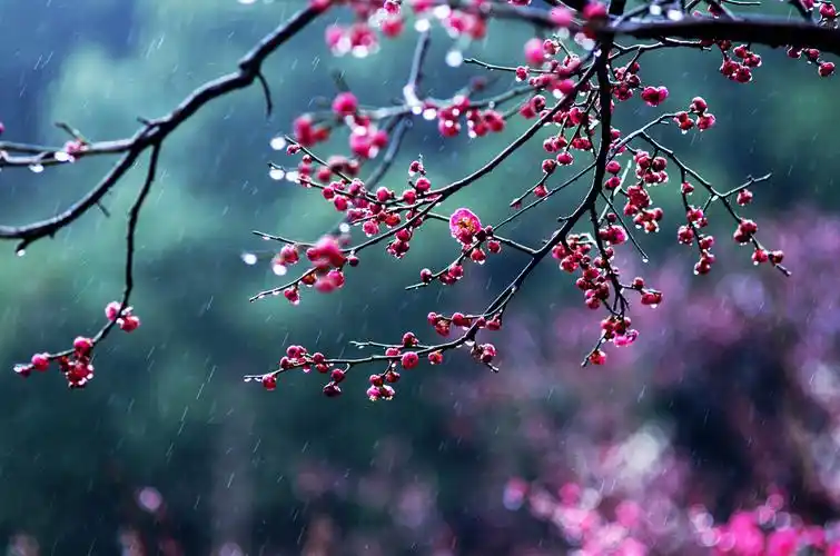 雨中梅花