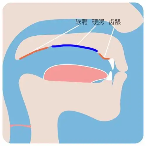 牙齿和嘴唇不多说了,简单说一下软腭,硬腭和上齿龈,大家看图辅音的