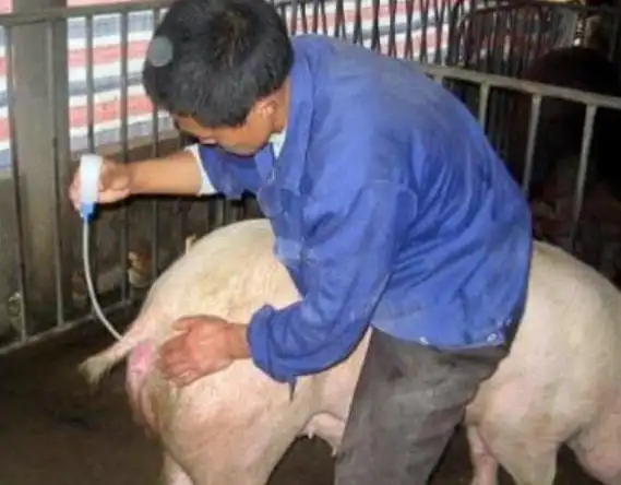 母猪配种配不上怎么办母猪配不上解决办法建议做好这三点