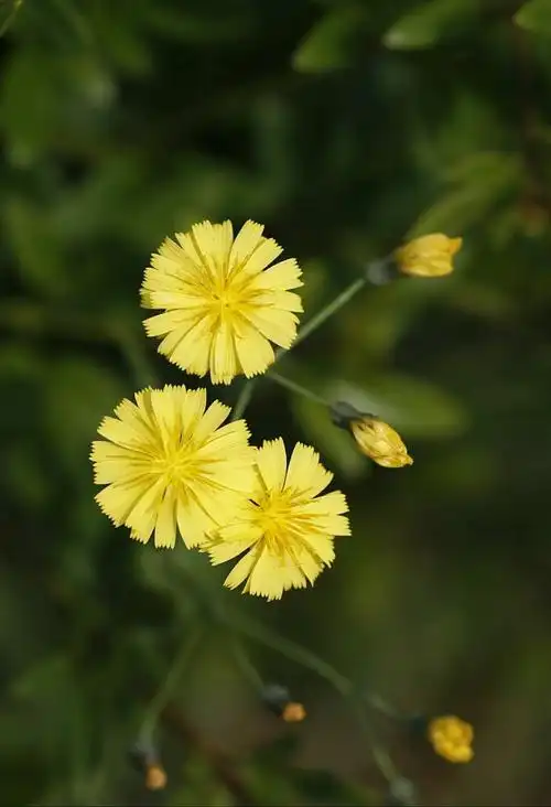 苦菜花……蒲公英