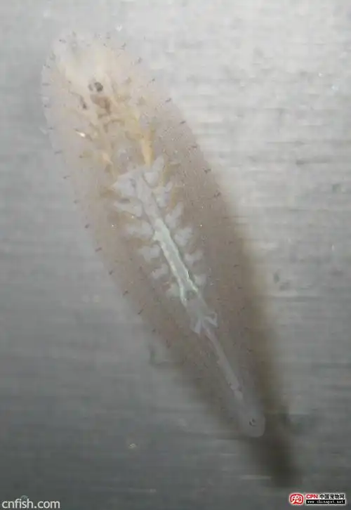 紧急求救——草缸发现蚂蝗(水蛭)