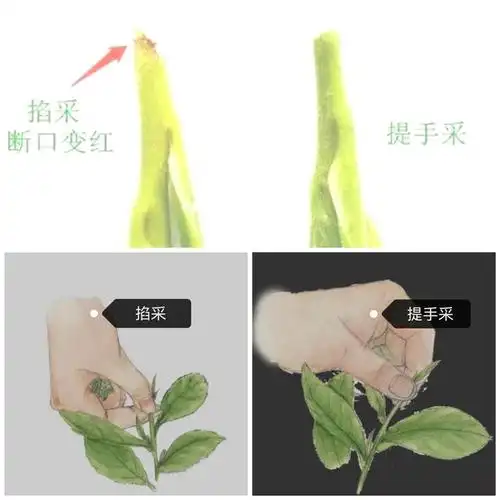 采茶过程中(3/3)——手法技巧和相关安排