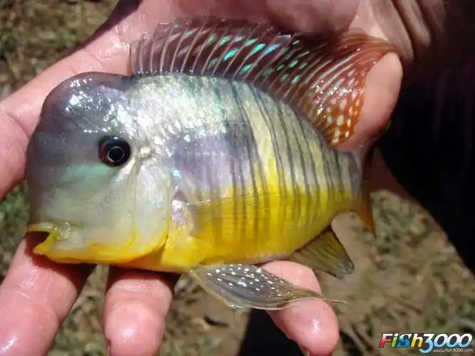 p>和尚鱼(geophagus balzanii):杂食性,体形圆润,个性温和接近于关刀