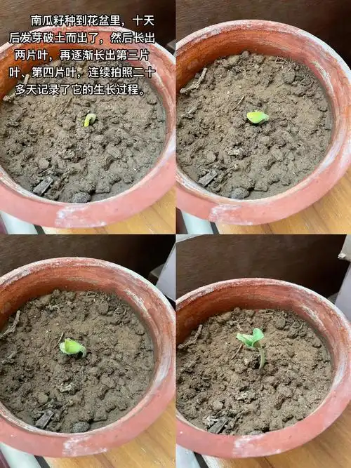 贝贝南瓜如何催芽,种植