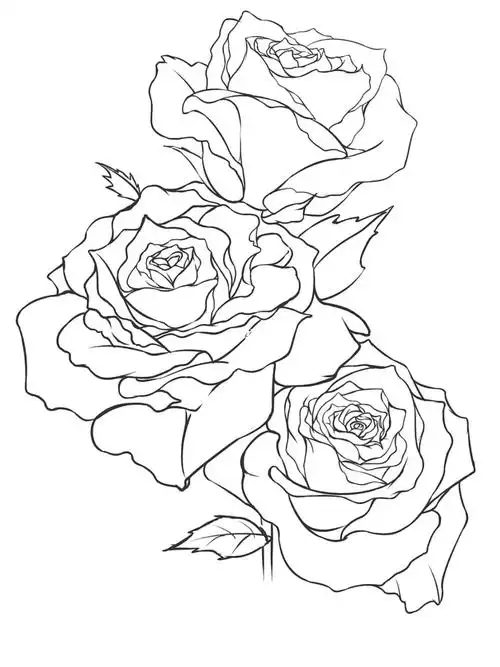 玫瑰线稿