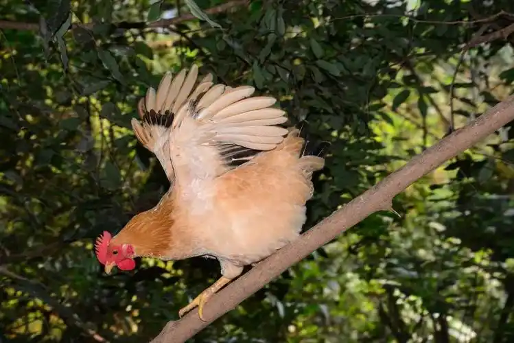 广东人要"浸鸡",梗系要拣～封开杏花鸡啦!