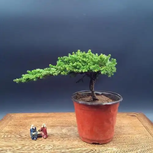 造型松造型盆景地柏铺地柏迎客松盆栽盆景办公室庭院景观绿植阳台窗台