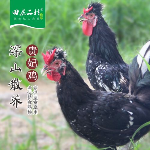 大别山正宗老母鸡贵妃鸡农家鸡草鸡整鸡农村散养新鲜贵妃鸡跑山鸡