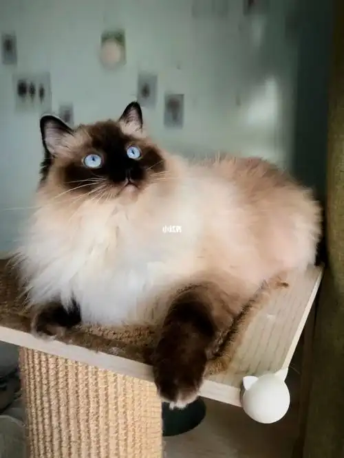 未成年海豹重点色布偶猫