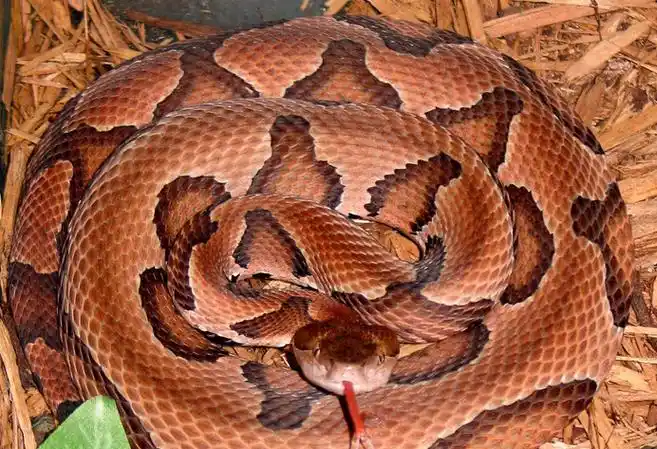 p>曼巴蛇属, a href="#" data-lemmaid="5594120">眼镜蛇科 /a>的一