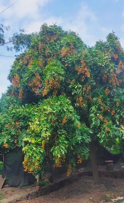 今年的龙眼树结的果也太多了