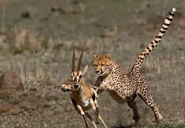 即景小诗:《观羚羊被猎豹围猎有感》