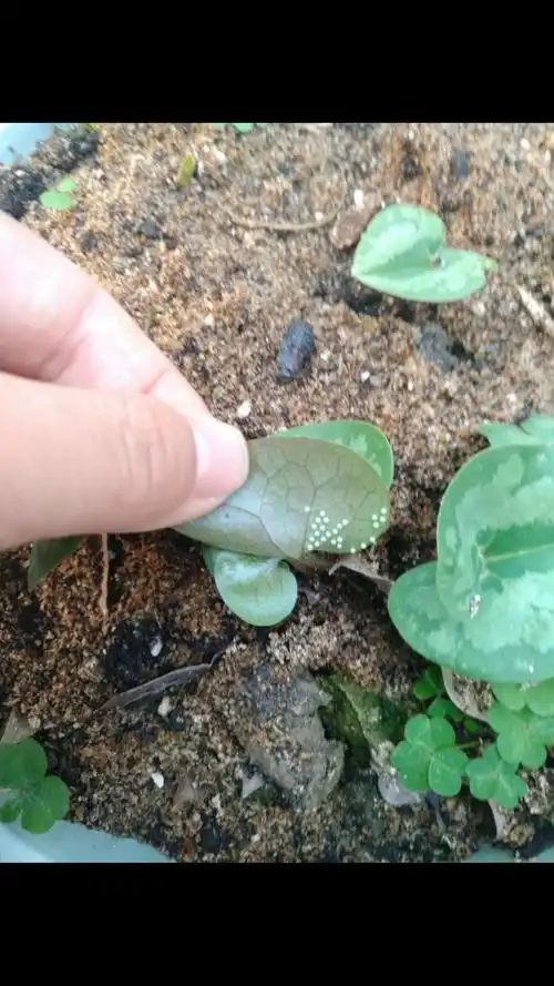 这是中华凤蝶的卵,千万不要浇到蝶卵上