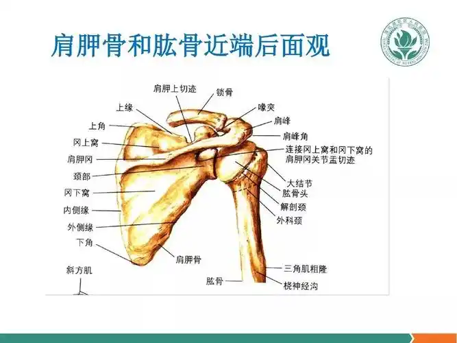 肩关节软组织压痛点的解剖与临床