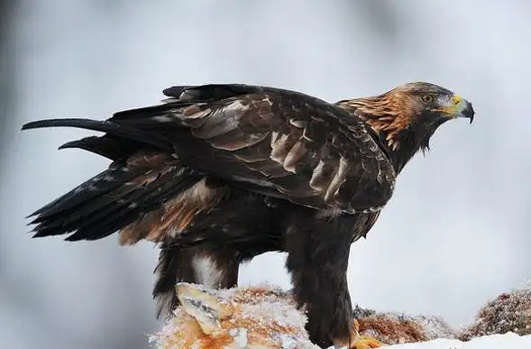 空中霸主猛禽之王金雕