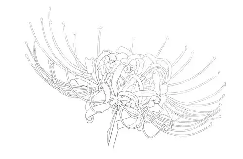 彼岸花线稿 - 优动漫-动漫创作支援平台 | 优动漫paint绘画软件