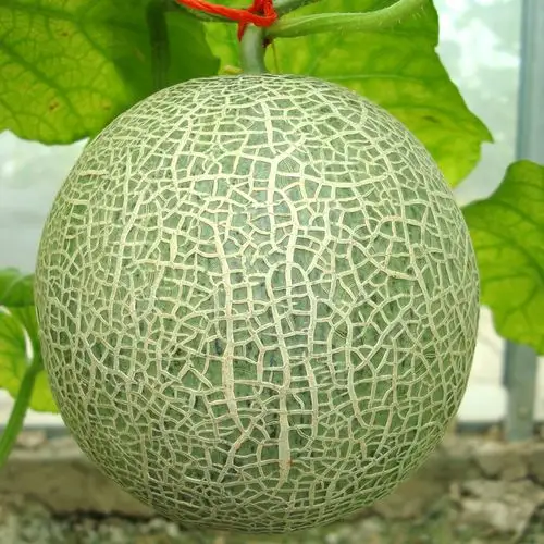 蜜瓜日本玖龙绿肉哈密瓜1个深圳同城新鲜水果哈密瓜