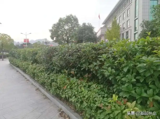 暗香袭人的绿篱值得拥有桂花的新用途介绍