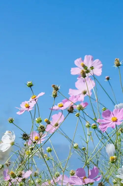 洱海之畔——格桑花总是要配蓝天才最美丽