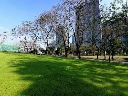 今日实拍深圳,2月23日的深圳"中央公园",景观怎么样?