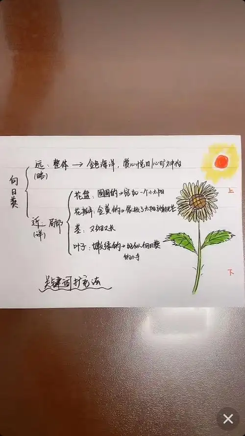 文老师教语文一《我的植物朋友一向日葵》 阅读理解《电脑视疲劳是