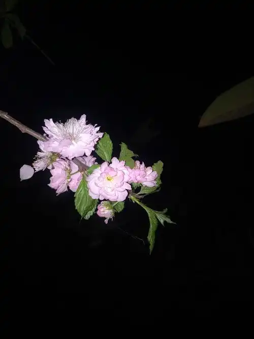 夜晚的小花花