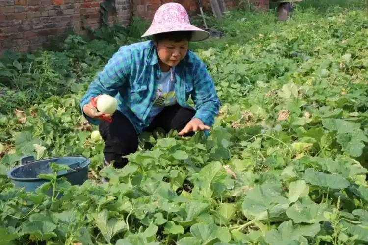 【乡村振兴】宁明:香瓜上市采摘忙 "甜蜜"产业促振兴