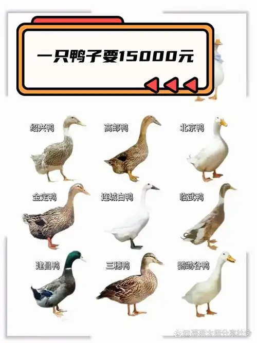 一只鸭子要15000元  鸭这种小动物在中国的大部分地区都有它们的身影