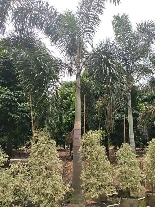 狐尾椰狐尾椰子