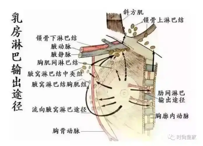 淋巴保养不得不做的理由!