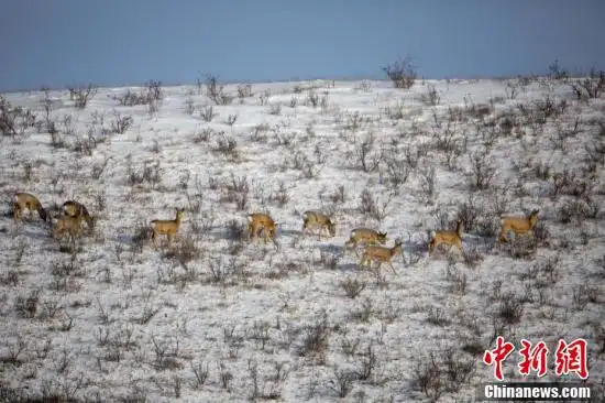 罕见!内蒙古大兴安岭野生狍子满山跑