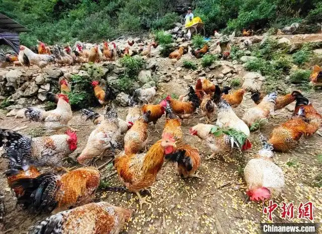 广西大化瑶乡发展特色产业推进乡村振兴