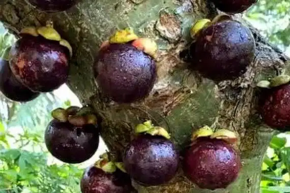 山竹树的外形特点,分枝多而密集