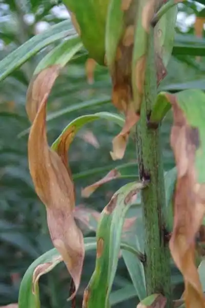 百合花立枯病的防治方法_那花园花卉网(nahuayuan.