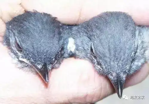 区分四喜雏的公母鉴别法