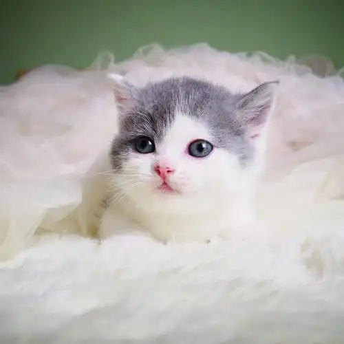 瑶瑶名猫英短蓝白纯种英国短毛dd净梵已售猫咪