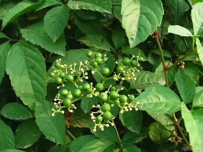 makino] 相近,白蔹果实成熟后白色或带白色,而乌蔹莓果实