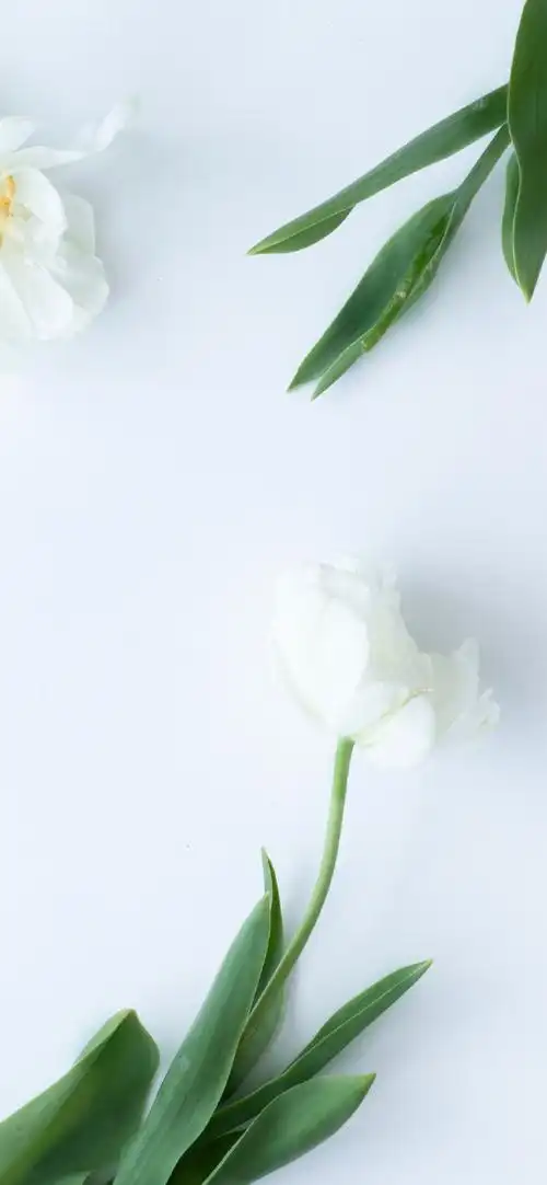 白底浅色系壁纸分享