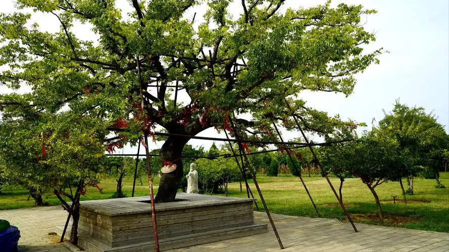 菩提园里一棵千年菩提树