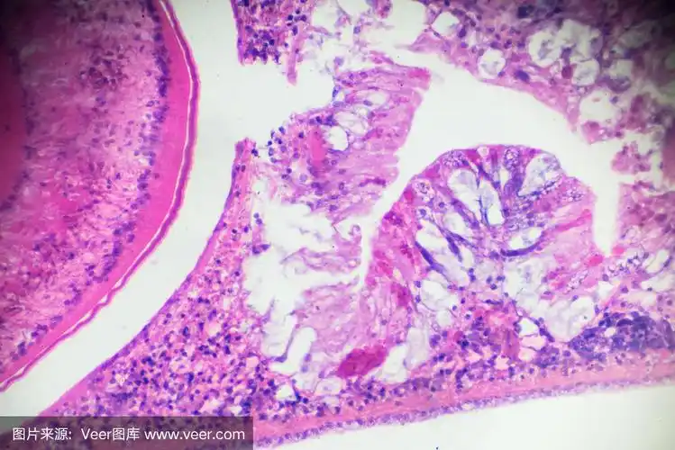 涡虫光镜下横切面