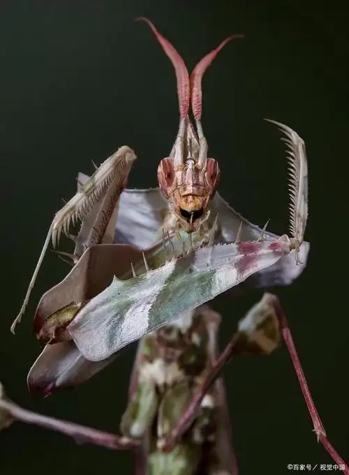 世界上最大最凶的螳螂