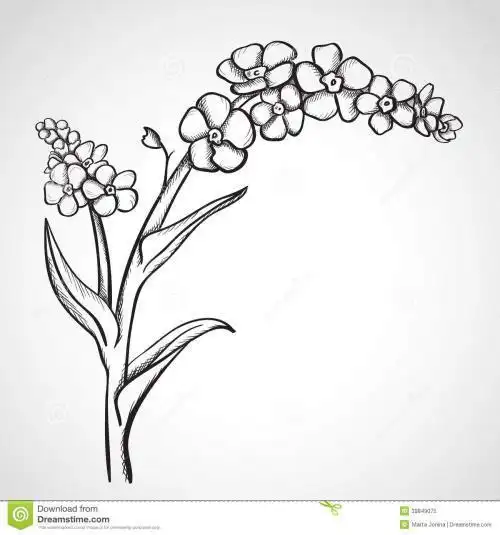 勿忘我的简笔画