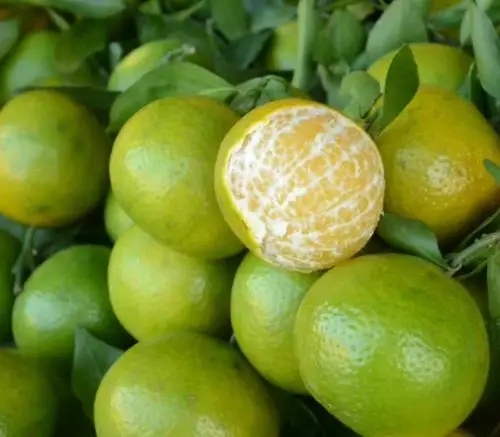 肇庆市德庆县"皇帝柑"