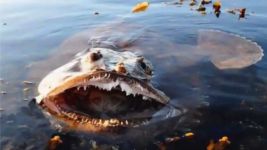 世界上最致命的海洋生物,主动攻击人类的不是鲨鱼,而是它