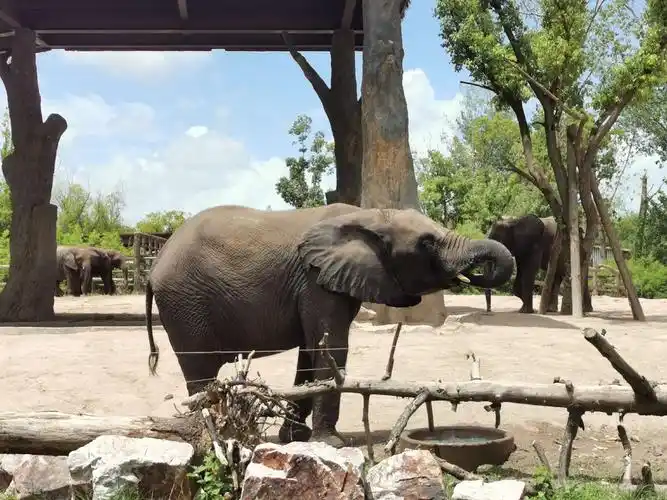 上海野生动物园一日游