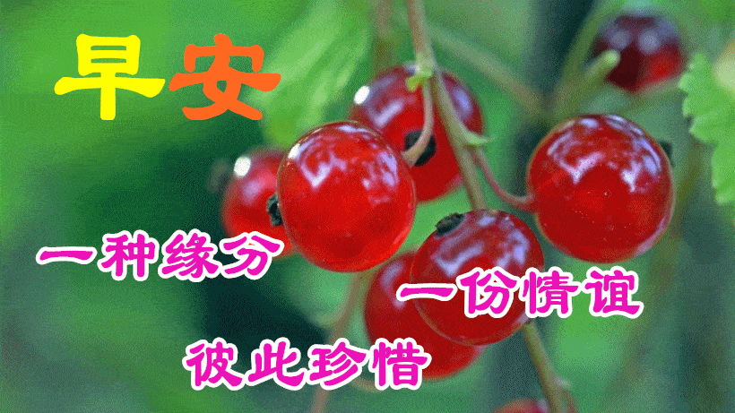 1月27日最漂亮早上好动态表情图片大全,早上好动图美图大全_问候