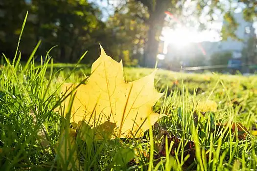 自然背景,青草,黄叶,秋天,草坪,叶子,鲜明,枫叶