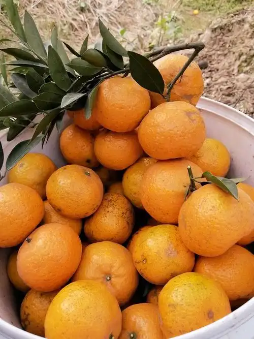 冬至前采摘新会大红柑