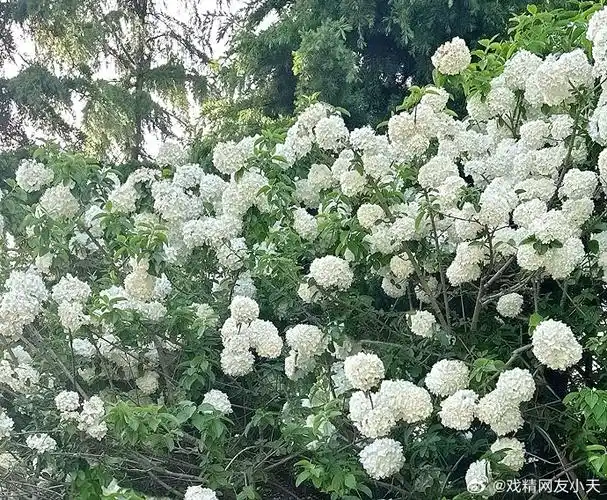 青岛中山公园大朵木绣球
